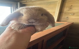 Mini Lop rabbits for sale: Sweet Baby Mini lops . - Image 7