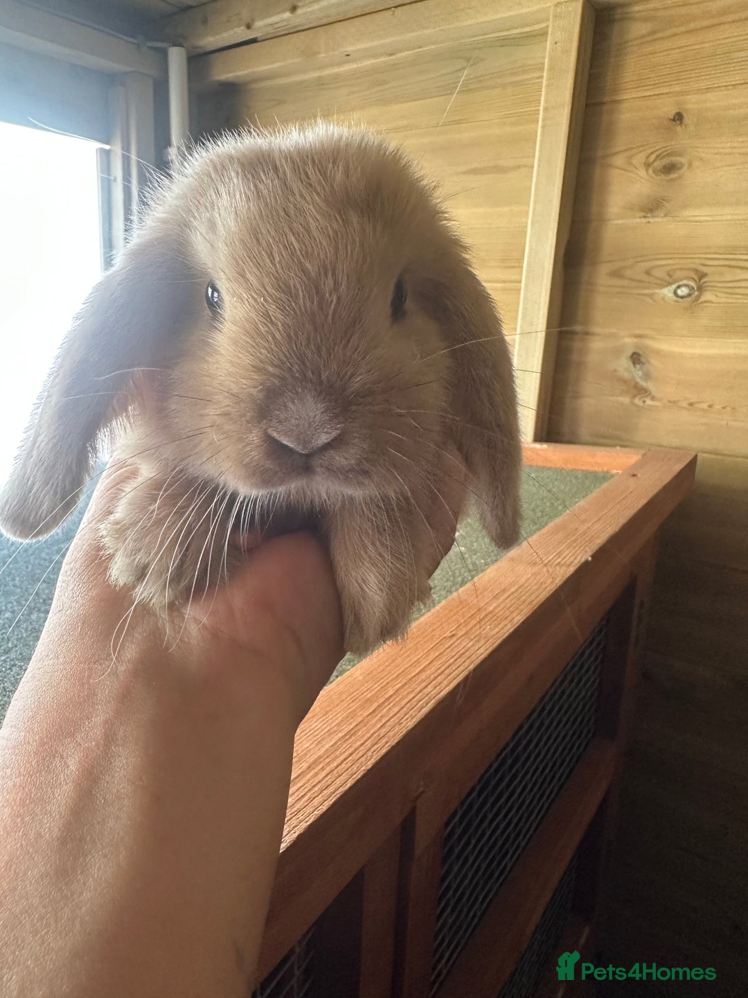 Mini Lop rabbits for sale: Sweet Baby Mini lops . - Image 7