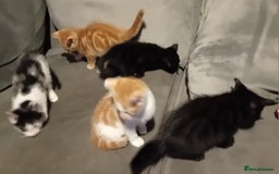 Mixed Breed cats for sale: Fluffy Kittens  - Image 4