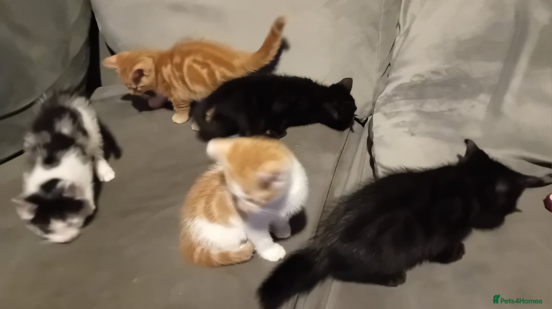 Mixed Breed cats for sale: Fluffy Kittens  - Image 4