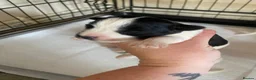 Jack Russell dogs for sale: Jack Russel terrier mix puppies  - Advert 9