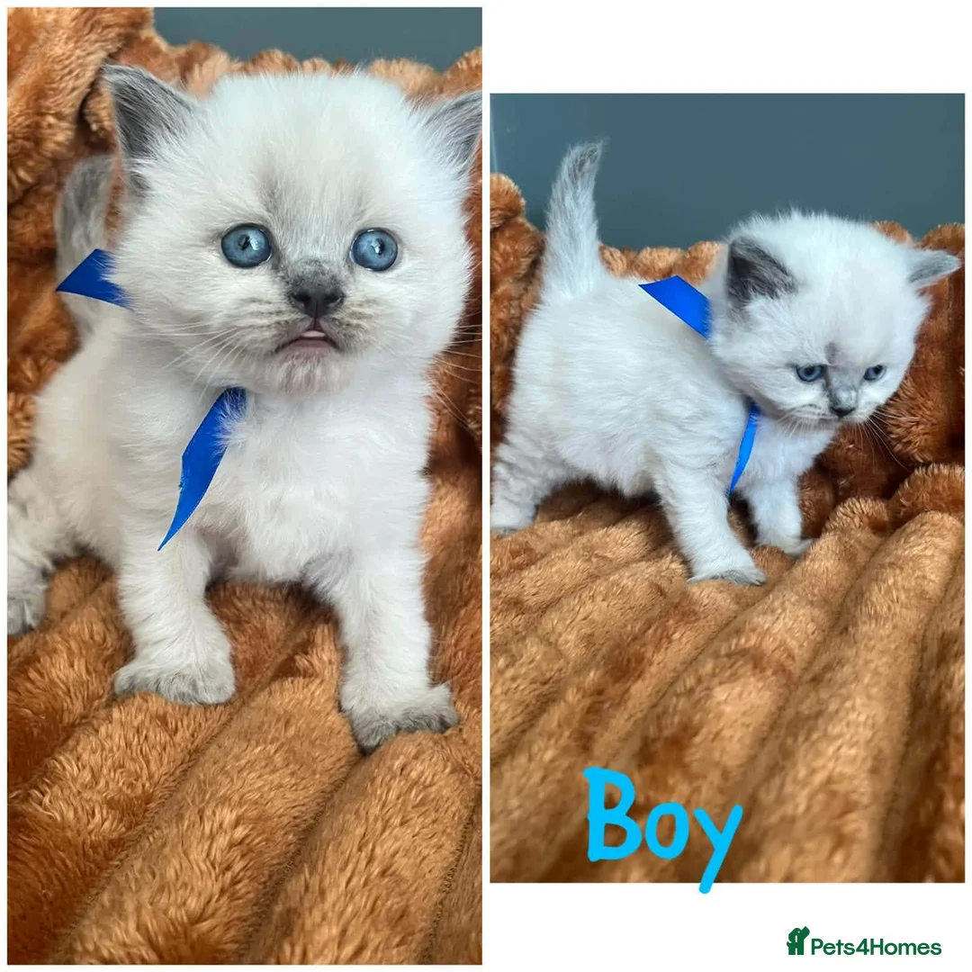 British Shorthair cats for sale: British shorthair  - Advert 2