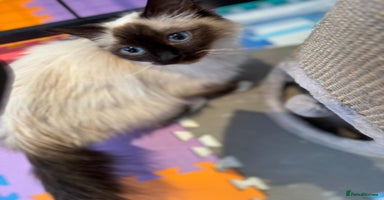 Birman cats - Advert 17