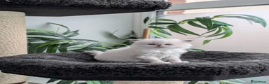 British Shorthair 5