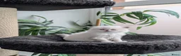 British Shorthair cats for sale: GCCF registered British Shorthair/ LH kittens  - Advert 10