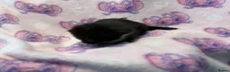 Mixed Breed cats for sale: Frankie’s Kittens Ready 20th August - Advert 15