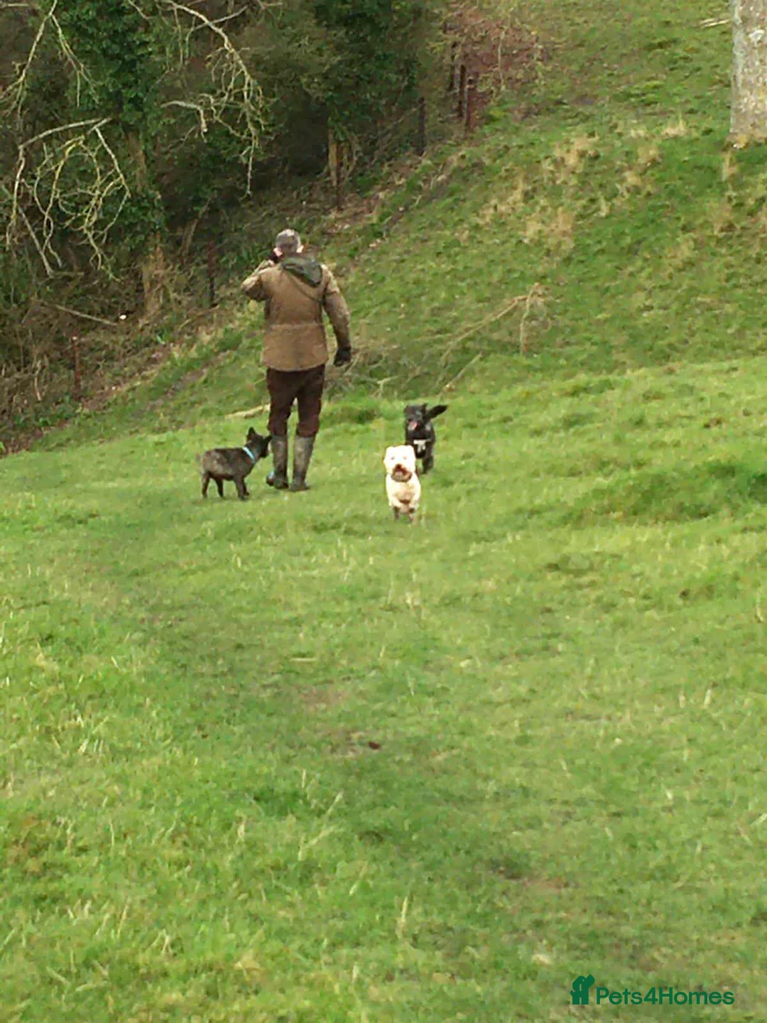 Mixed Breed dogs for adoption: WILLOW - EXPERIENCE REQUIRED  - Advert 5