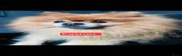 Pomeranian dogs for sale: 🐶 Beautiful Pomeranian Puppies Ready December - Advert 3