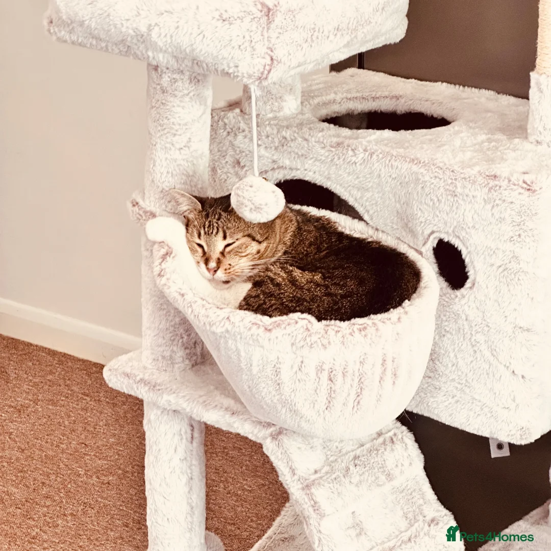 British Shorthair cats for sale: Short hair  in Salisbury - Advert 2