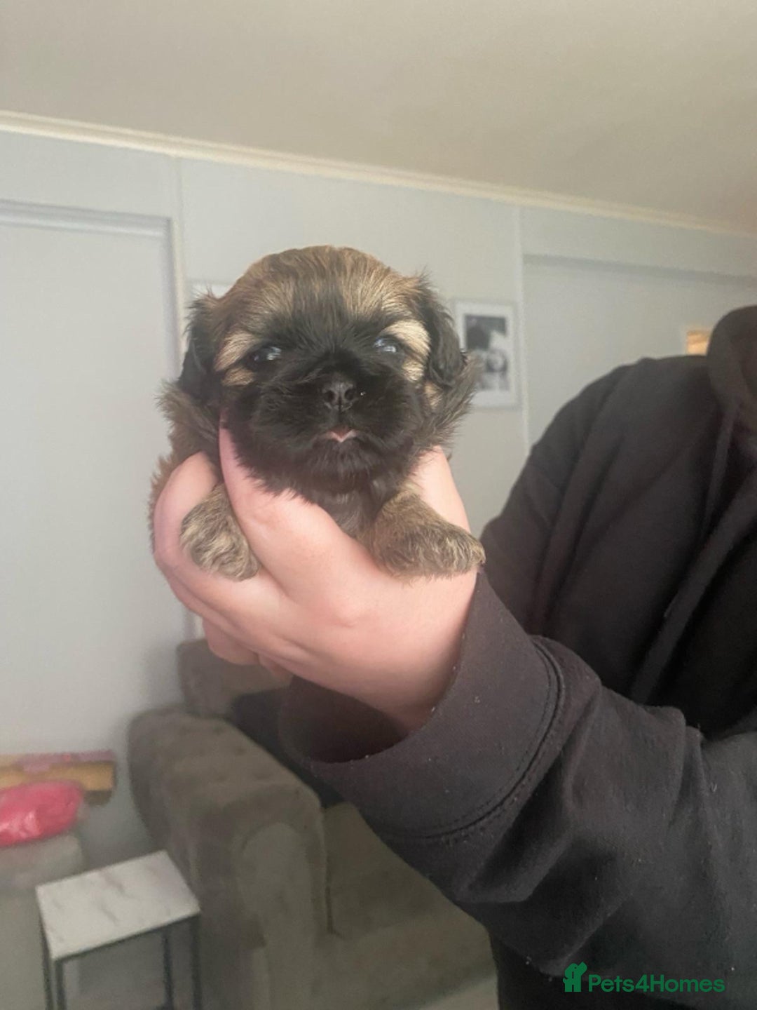 Shih Tzu dogs for sale: Stunning shih tzu puppies - Image 14