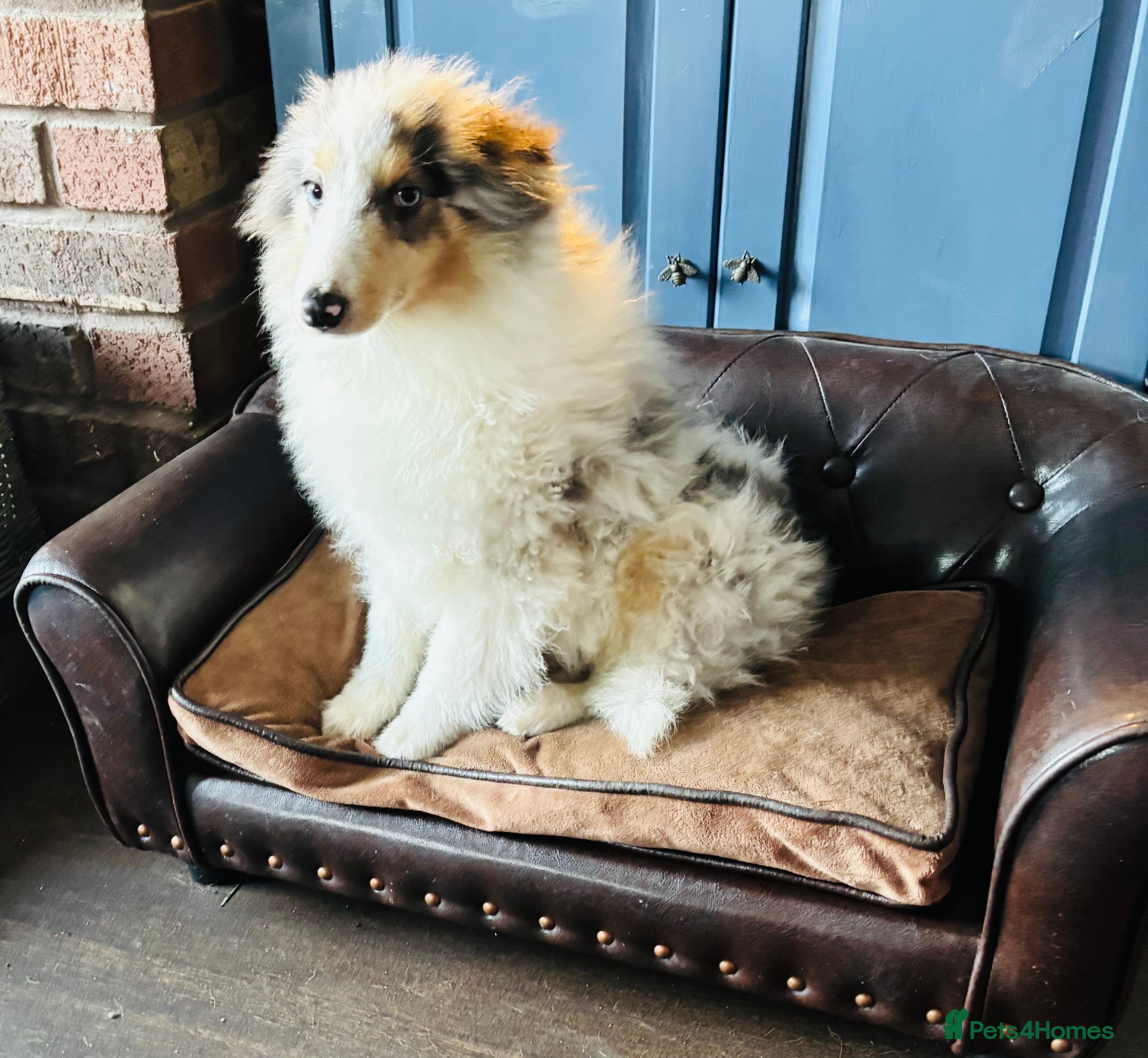 Shetland Sheepdog dogs Beautiful blue Merle boy puppy  - Advert 8