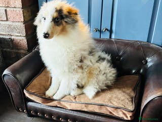 Shetland Sheepdog dogs Beautiful blue Merle boy puppy - Advert 1