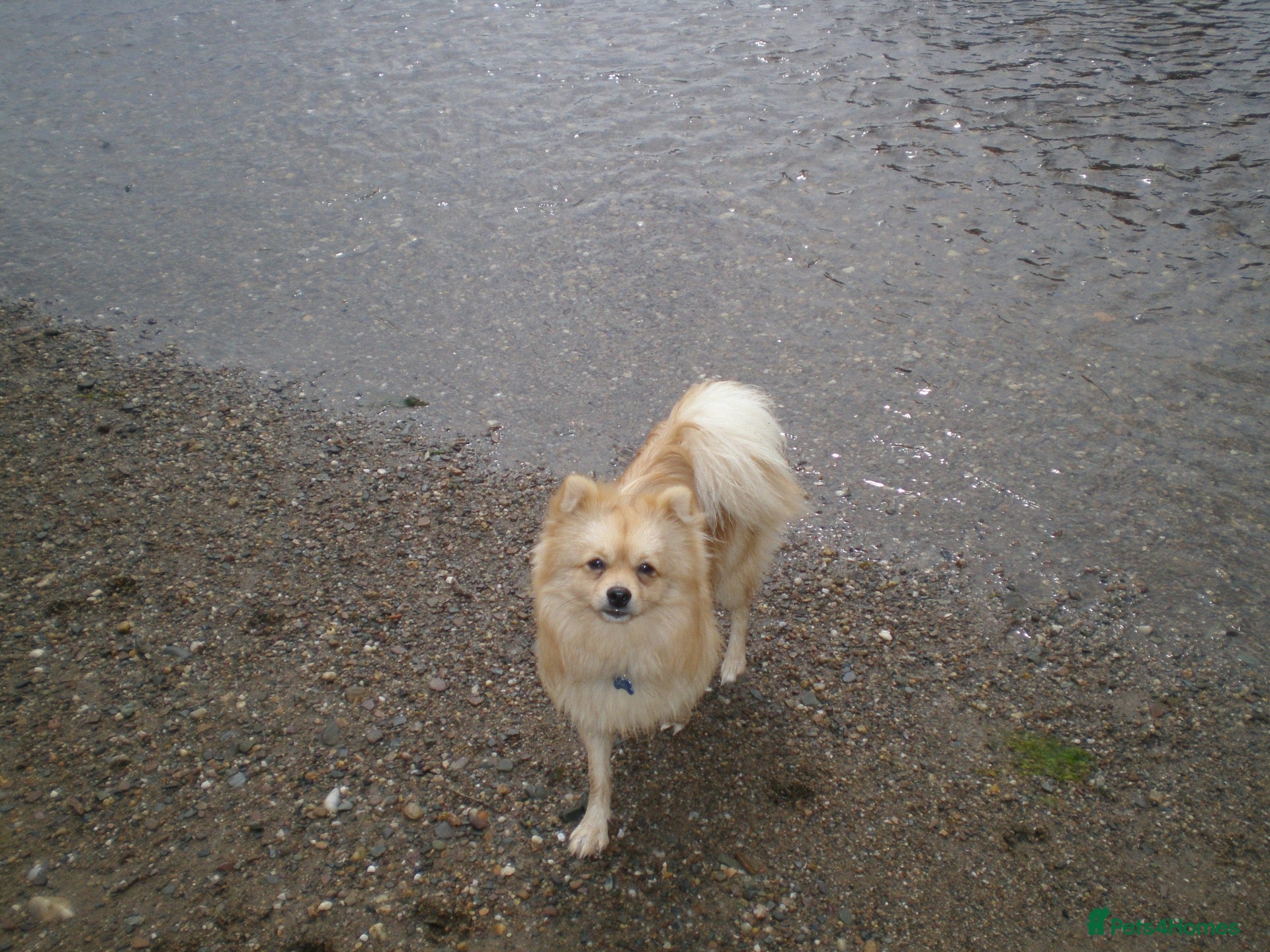Pomeranian dogs Benji - Advert 1