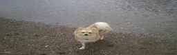 Pomeranian dogs for stud: Benji - Advert 1