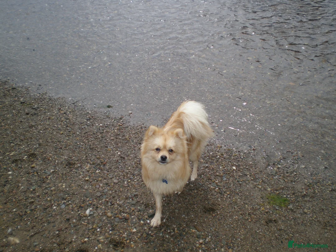 Pomeranian dogs for stud: Benji - Advert 1