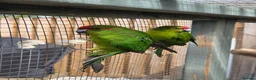 Parakeets birds for sale: Stunning Young Kakarikis For Sale  - Advert 7
