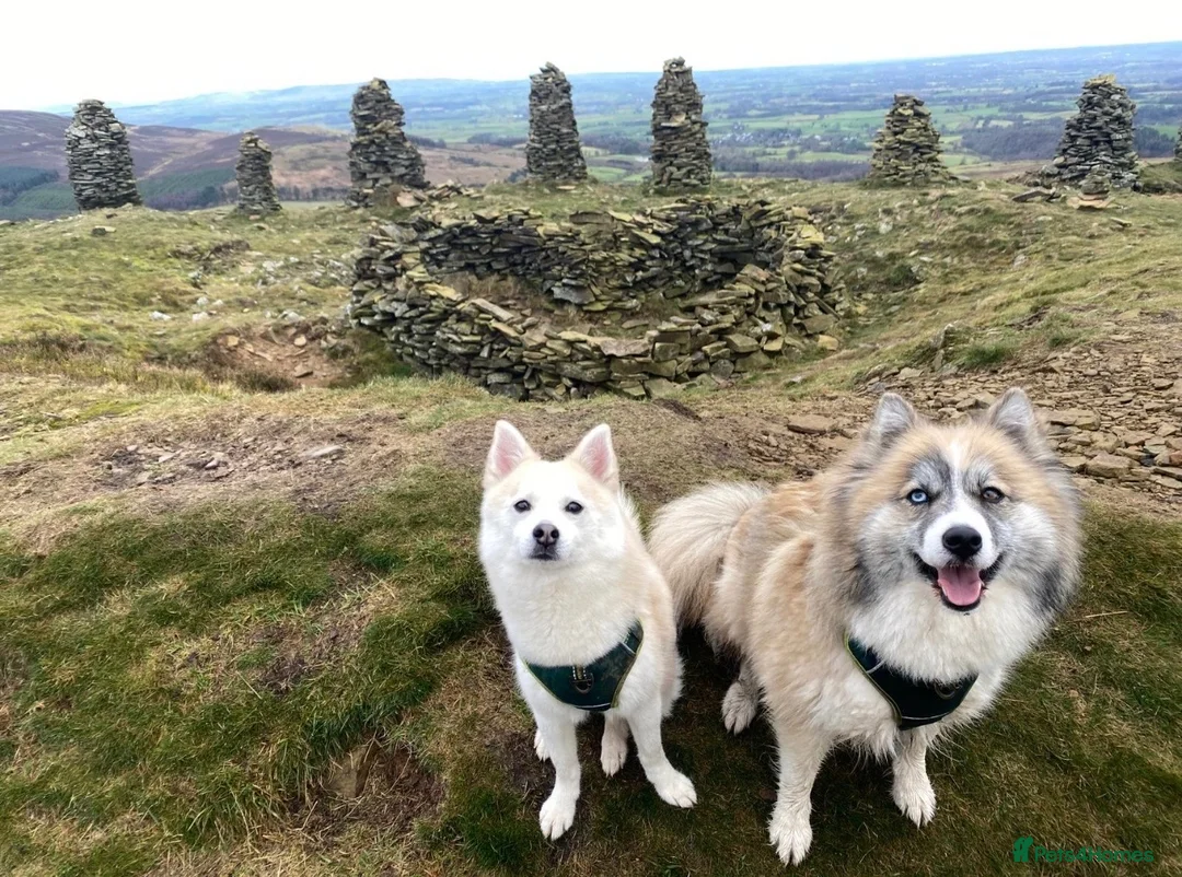 Backround Pomsky F2 Pomsky puppies for sale in Brampton | Pets4Homes