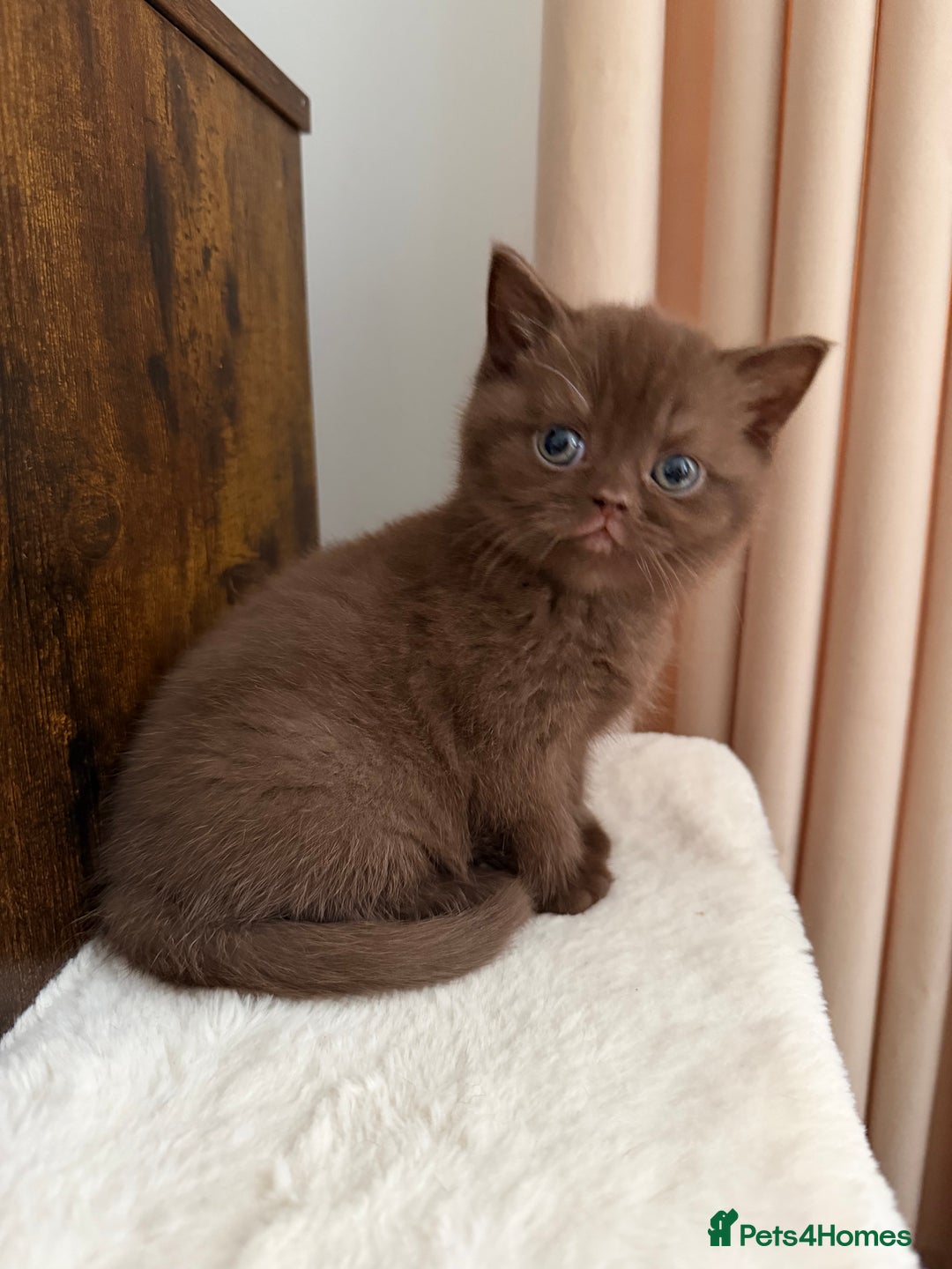 British Shorthair cats for sale: Luxury British Shorthair Kittens–Chocolate & Lilac - Advert 2