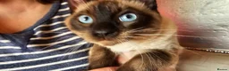 Mixed Breed cats for sale: Guaranteed to be Cuddly  - Advert 1