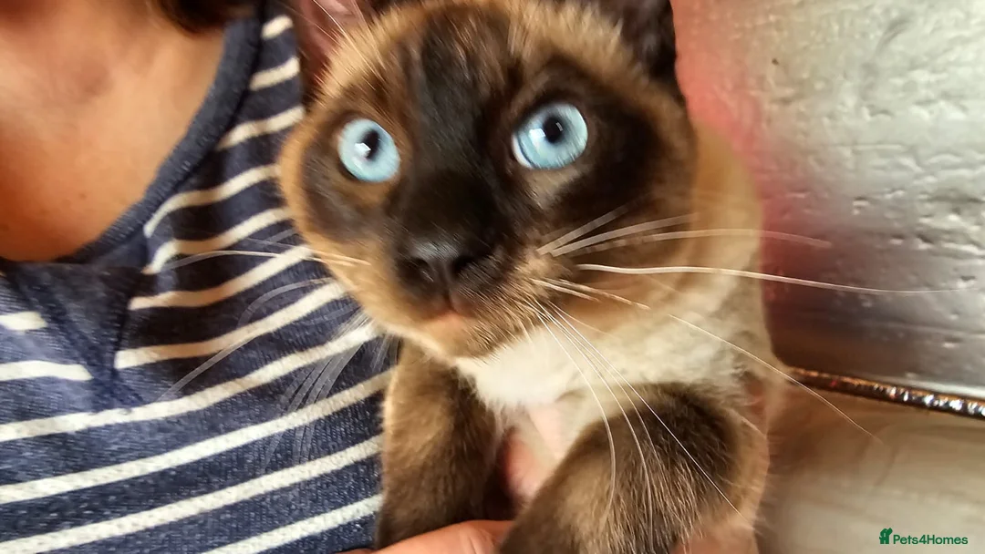 Mixed Breed cats for sale: Guaranteed to be Cuddly  - Advert 1