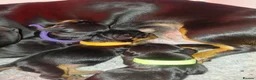 Miniature Dachshund dogs for sale: Miniature daschund puppies - Advert 3