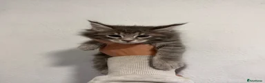 Silver tabby