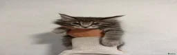 Maine Coon cats for sale: 4 beautiful and playful Maine Coon kittens - Advert 19