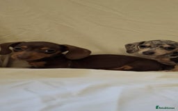 Dachshund dogs for sale: 3 beautiful girls  - Advert 7