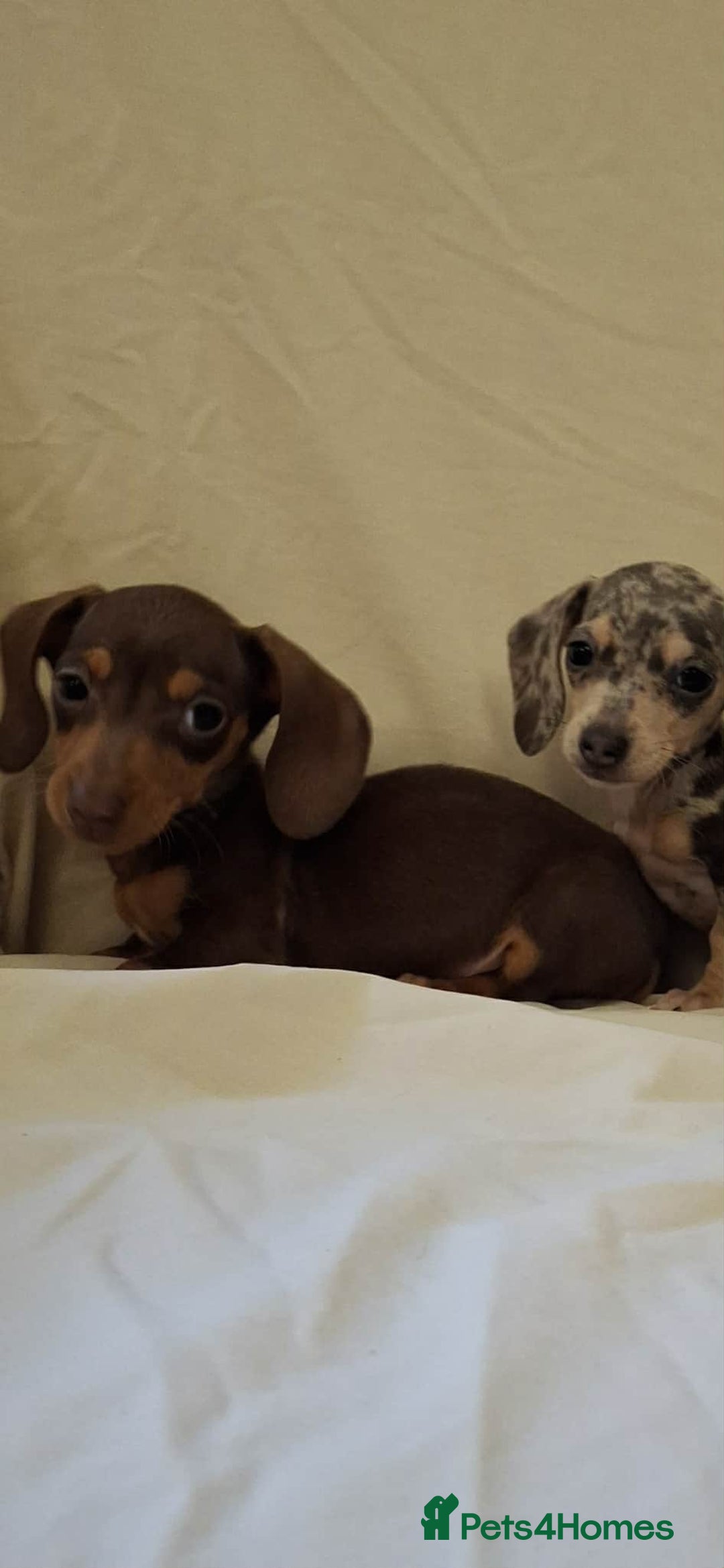 Dachshund dogs for sale: 3 beautiful girls  - Advert 7