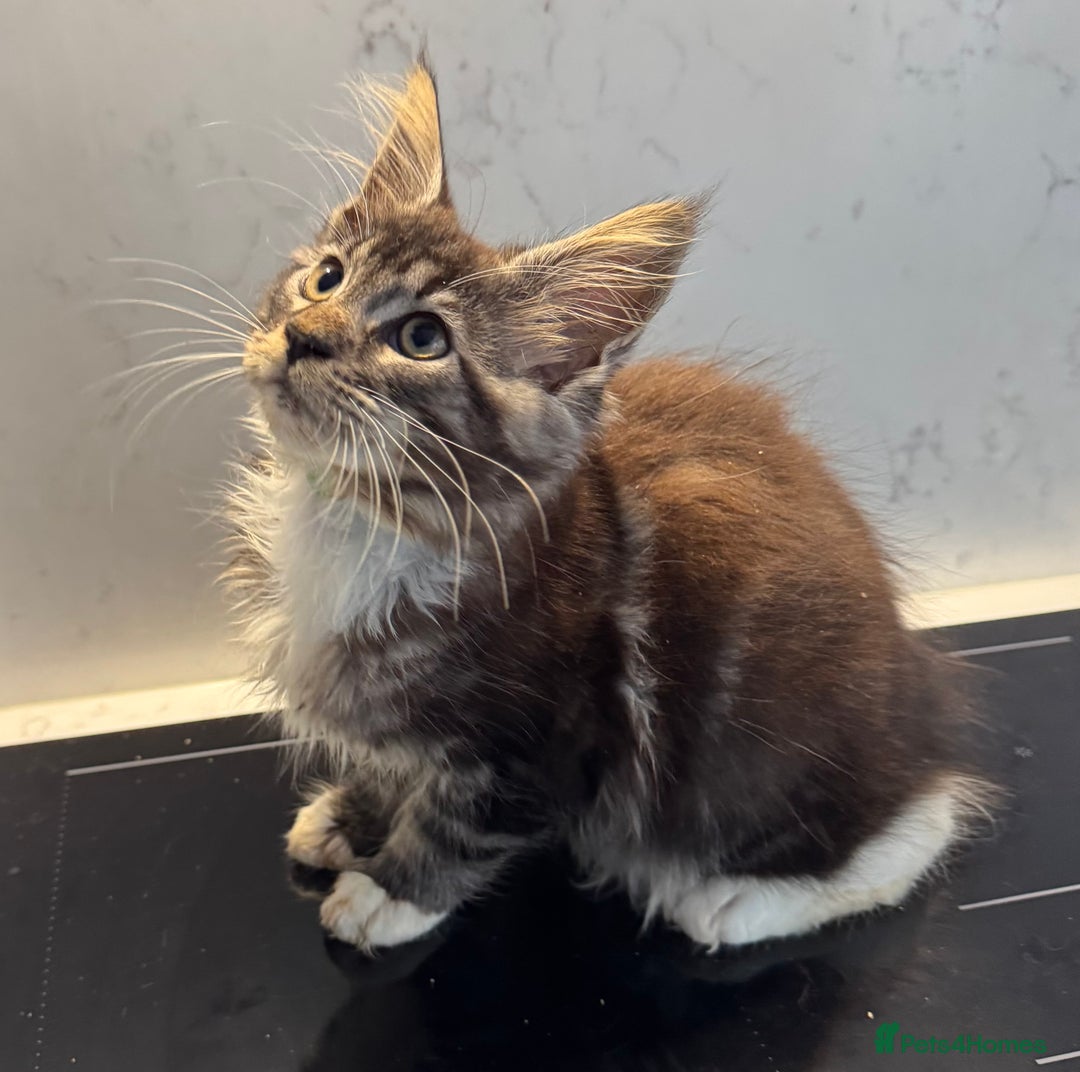 Maine Coon cats for sale: GCCF Registered Kittens. Beautiful lively kittens  - Image 4