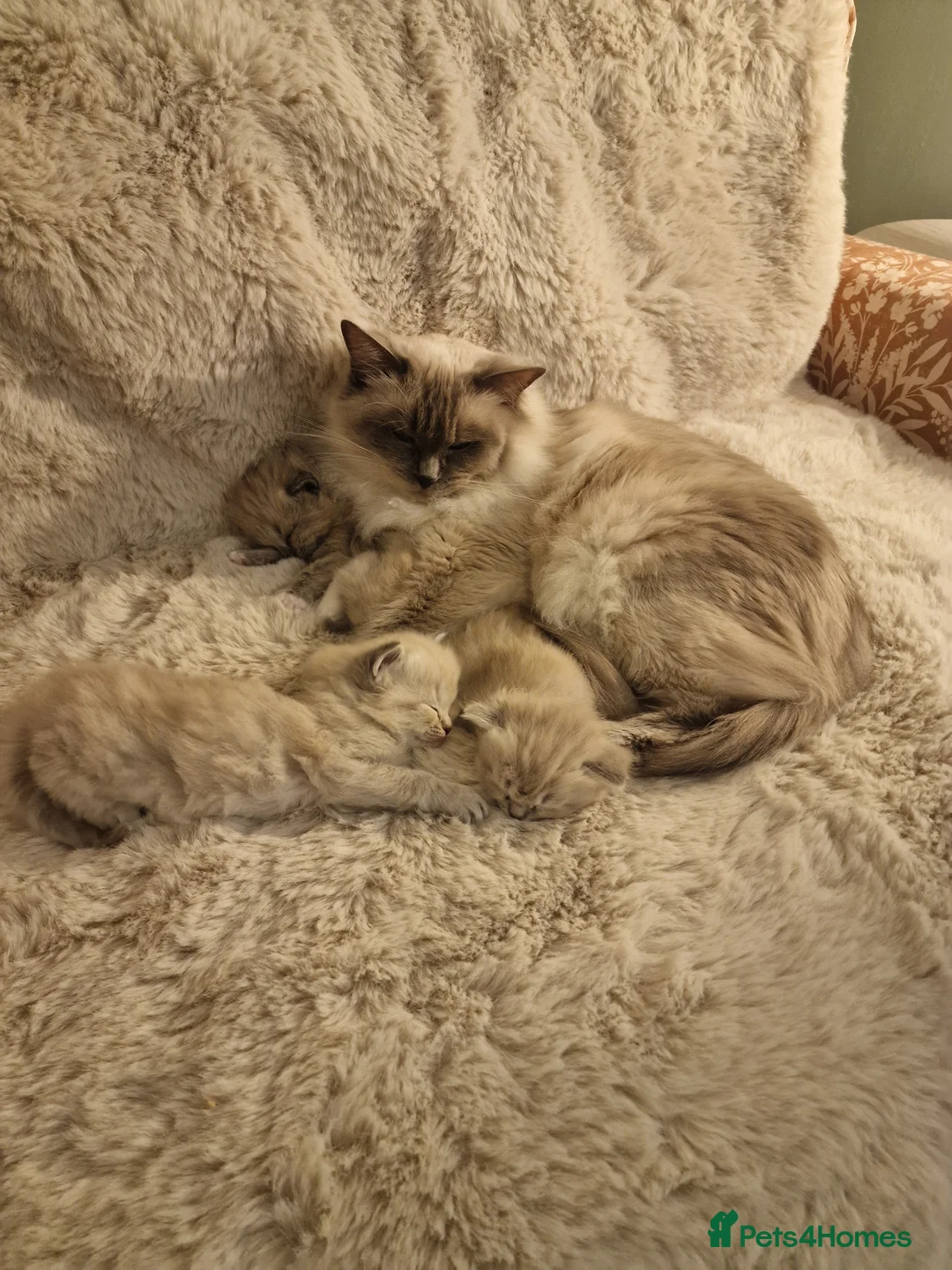 Ragdoll cats for sale: Mink ragdoll babies  - Advert 4