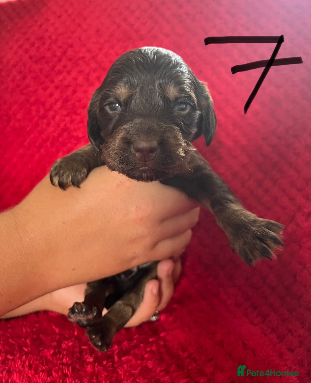 Cocker Spaniel dogs for sale: 7 Beautiful Cocker Spaniel Boys - Image 20