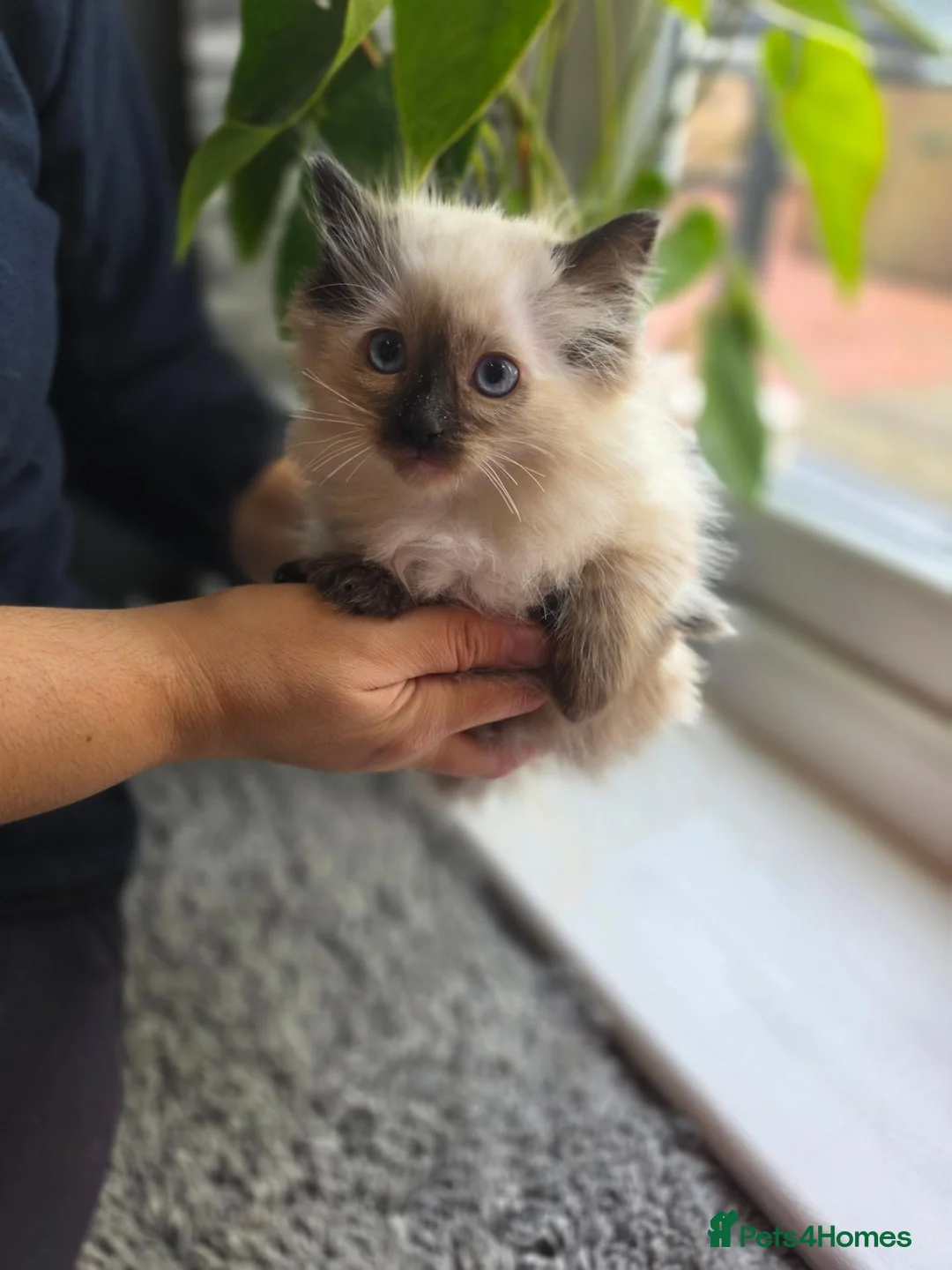 Ragdoll cats for sale: 2 little Ragdoll kittens girls - Advert 1