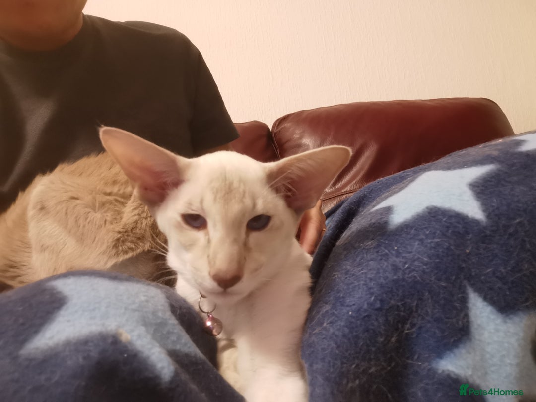 Siamese cats for sale: Pedigree Siamese Male Kitten for sale  - Advert 3