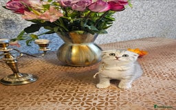 Scottish Fold cats for sale: 2 Adorable Scottish fold kittens left  - Advert 6