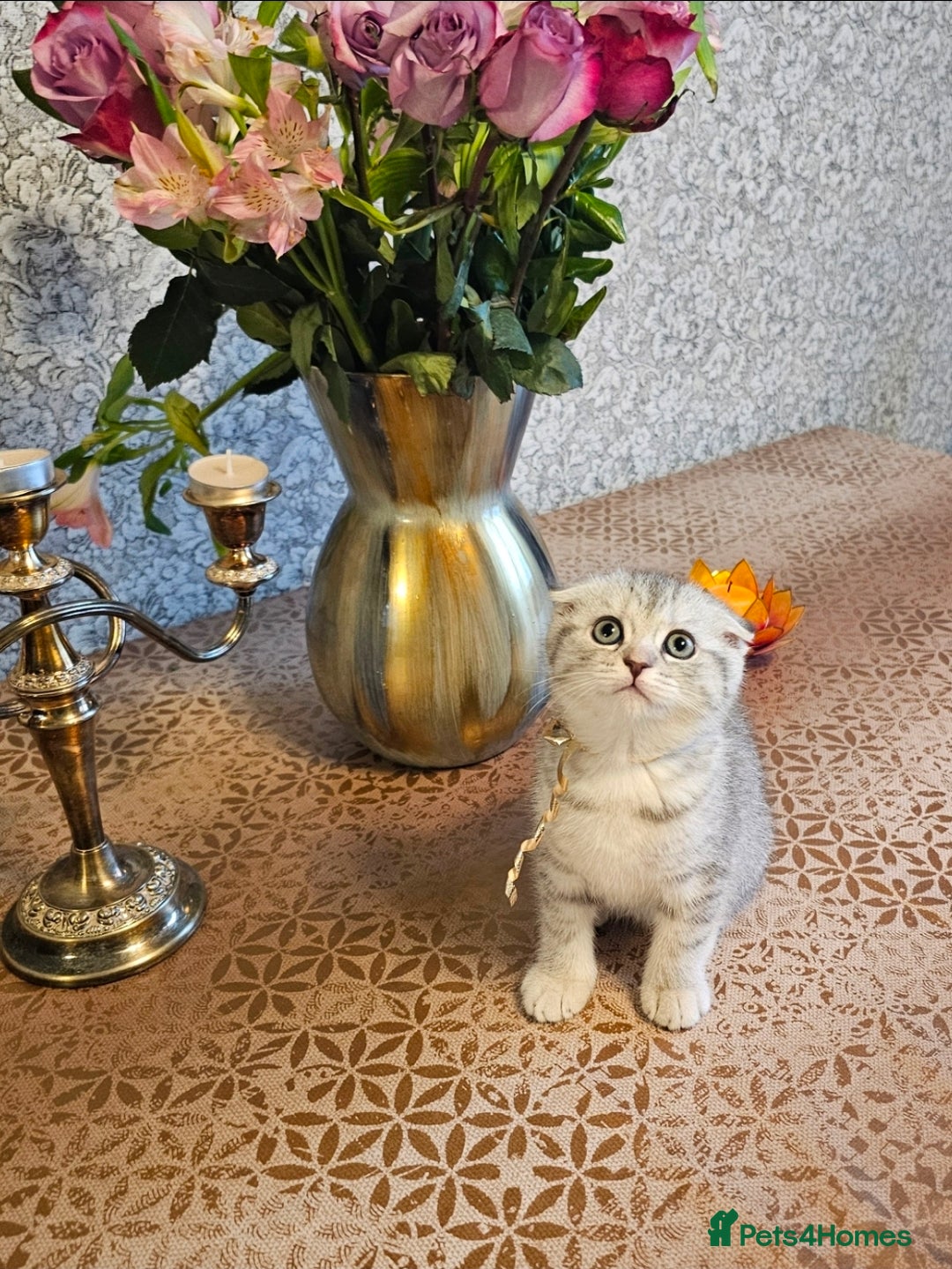 Scottish Fold cats for sale: 2 Adorable Scottish fold kittens left  - Advert 6