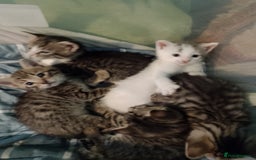 British Shorthair cats for sale: aleta - Image 2
