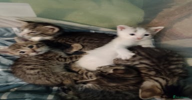 British Shorthair cats - Advert 3