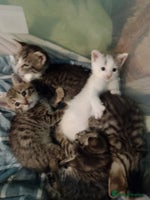 British Shorthair cats - Advert 1