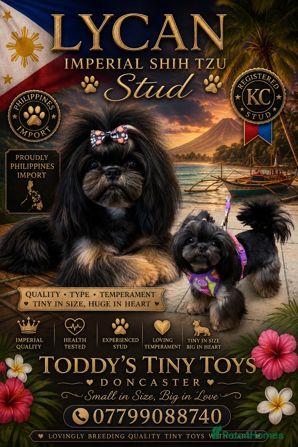 Shih Tzu dogs Stunning Black and Tan Philippines stud - Advert 14
