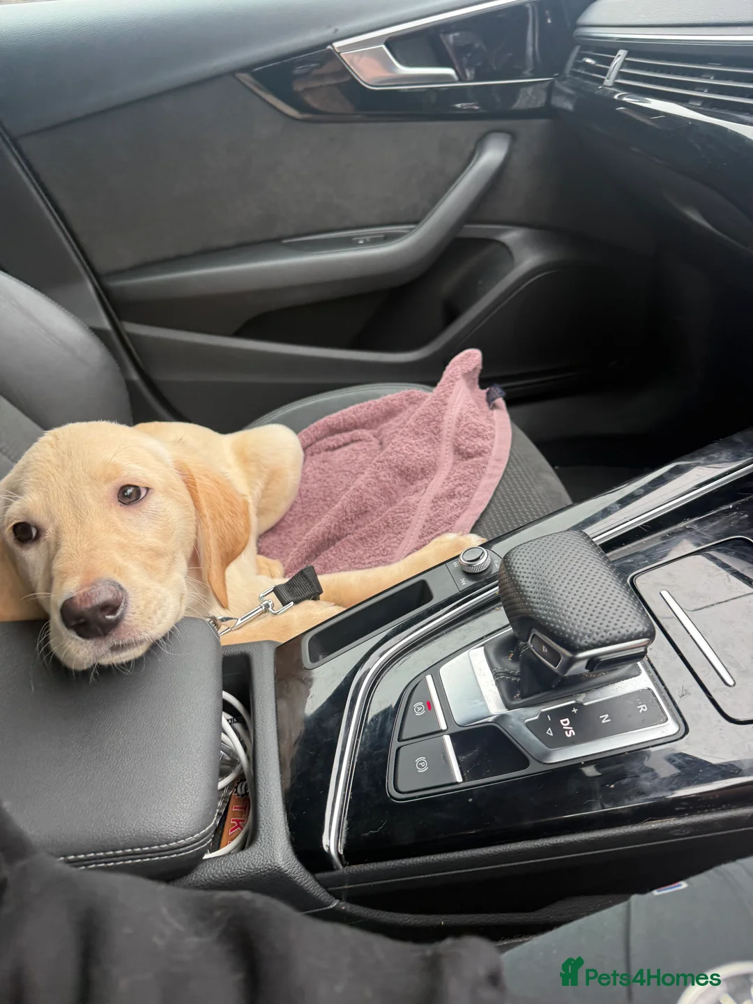 Goldador dogs for sale: GOLDADOR PUPPY COOPER 16 WEEKS - Advert 8