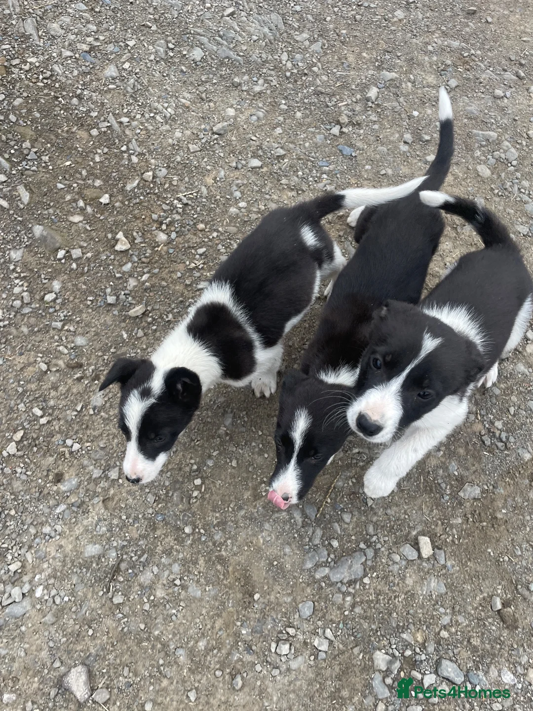 Border Collie dogs for sale: 3 collie pups looking for new home🐶  - Advert 2