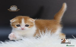 Scottish Fold cats for sale: LICENSED CATTERY, PURE BREED TOP QUALITY KITTENS - Image 1
