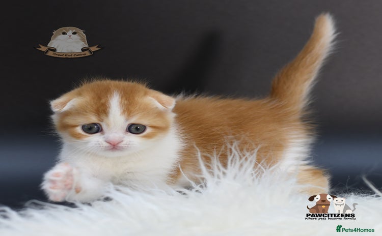 Scottish Fold cats - Advert 3