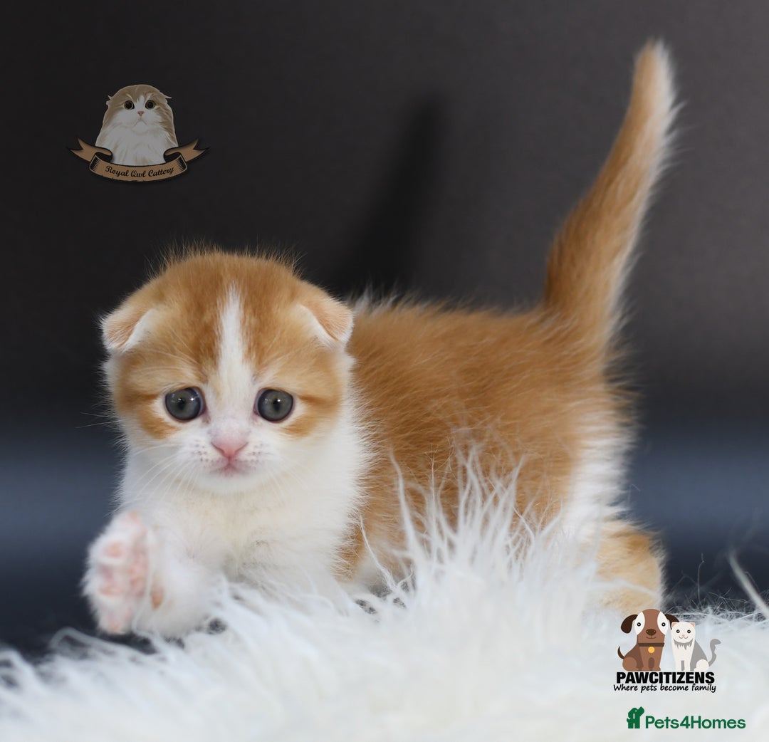 Scottish Fold cats for sale: LICENSED CATTERY, PURE BREED TOP QUALITY KITTENS - Image 1