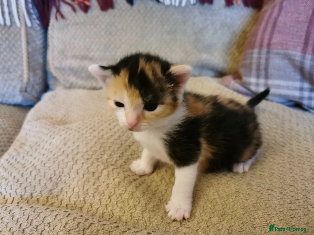 Mixed Breed cats for sale: Mixed kittens  - Advert 2