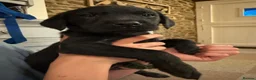 Labrador Retriever dogs for sale: Stunning Labrador pups  - Advert 9