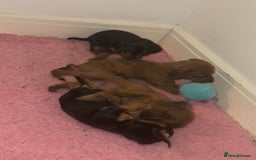 Miniature Dachshund dogs for sale: Miniature dachshund pups  - Image 14