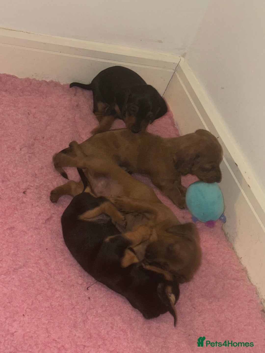 Miniature Dachshund dogs for sale: Miniature dachshund pups  - Image 14