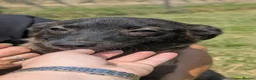 Mixed Breed dogs for adoption: Pink for adoption in Bedford - Advert 3